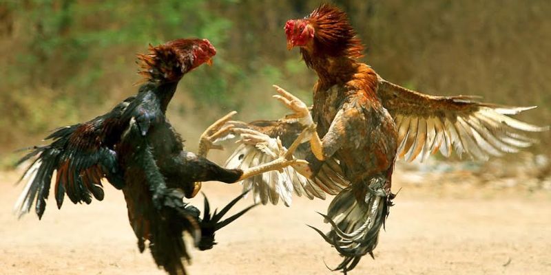 Cách phân định thắng thua Đá Gà Thomo 188bet